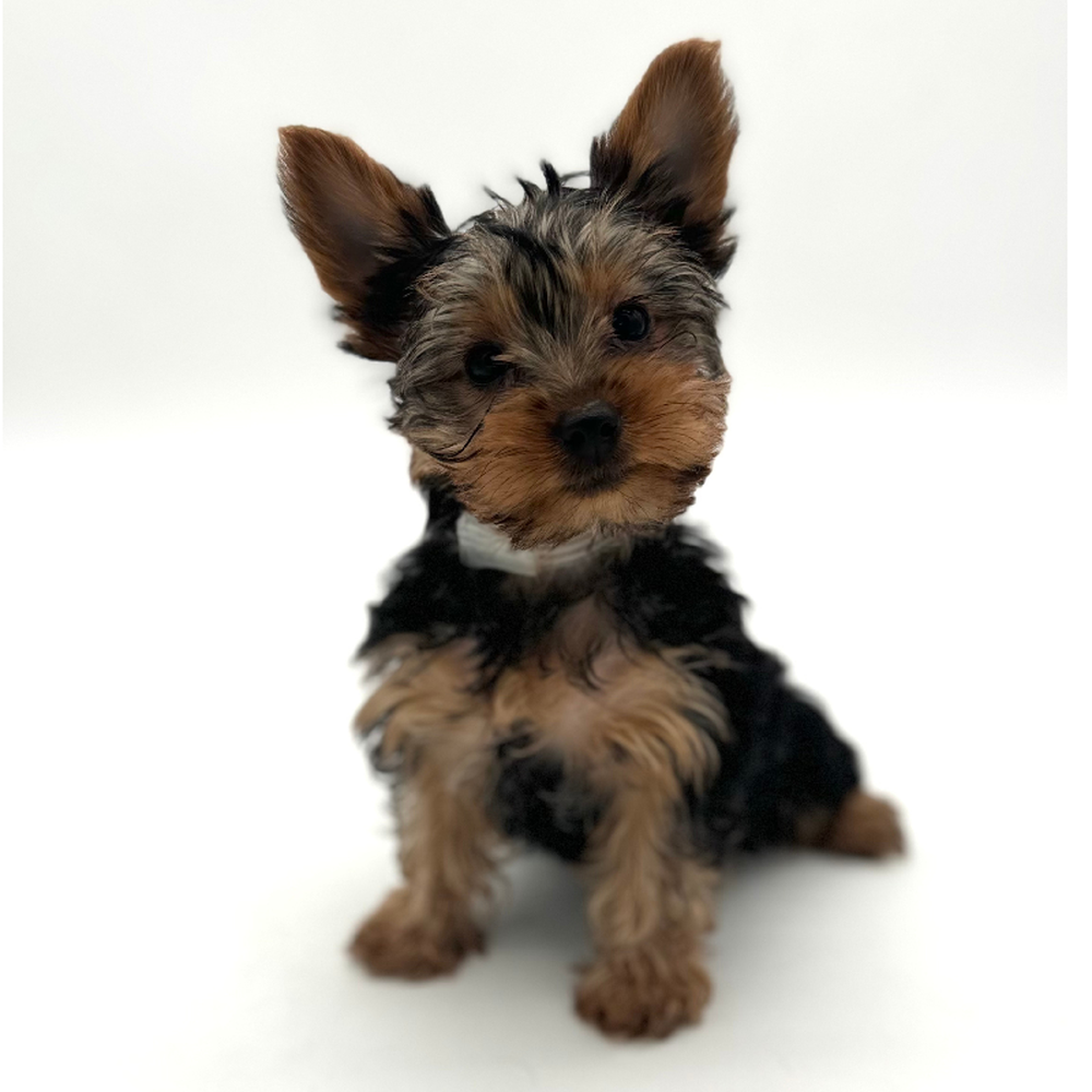 Female Yorkie Puppy for Sale in Puyallup, WA