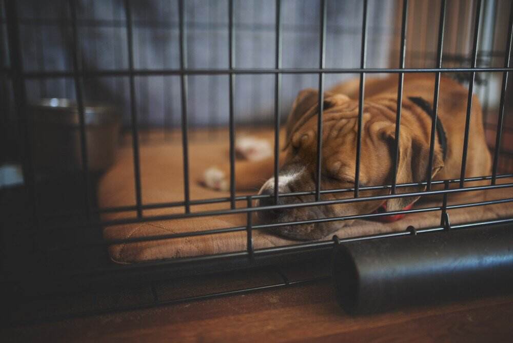 Crate Training Tips