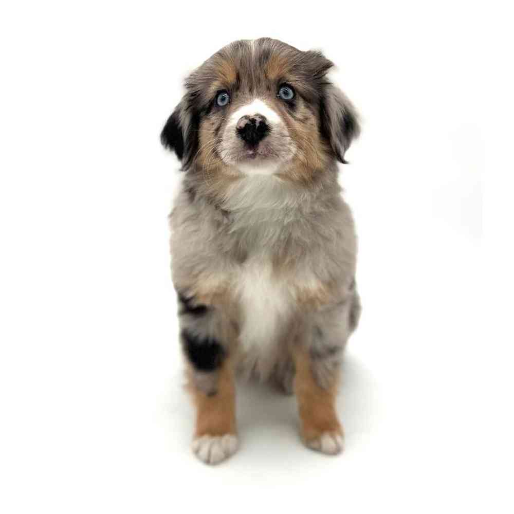 Male Mini Australian Shepherd Puppy for Sale in Puyallup, WA