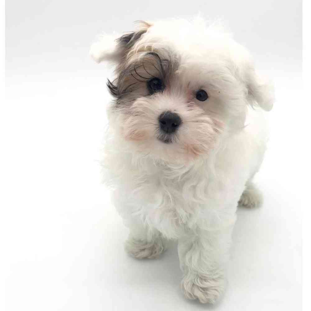 Male Maltipoo Puppy for Sale in Puyallup, WA