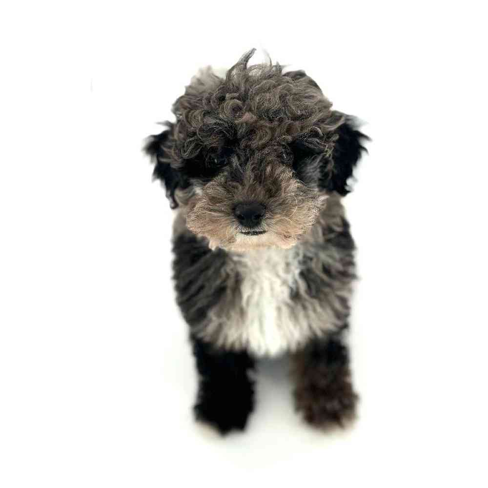 Male Poodle Puppy for Sale in Puyallup, WA
