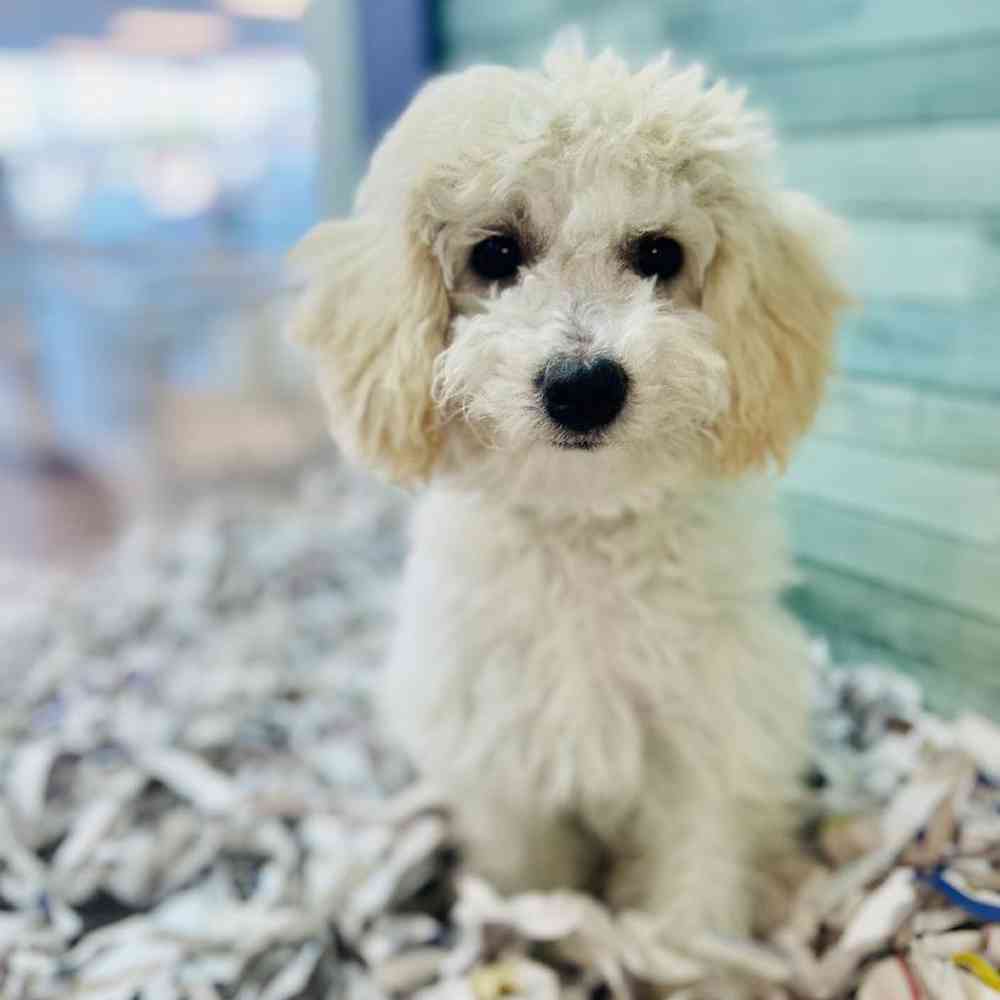 Female Bichapoo Puppy for Sale in Marietta, GA
