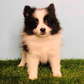 Pomeranian