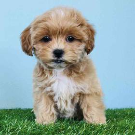 Shizapoo