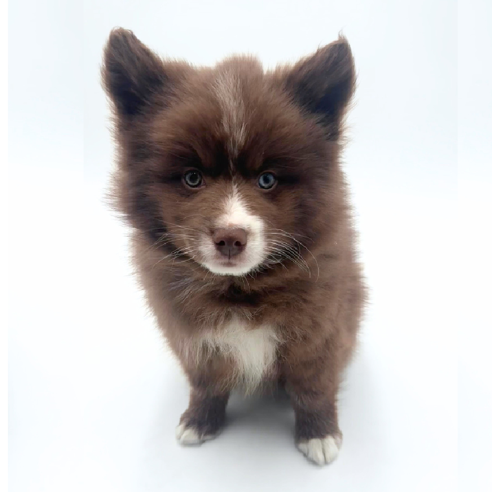 Male Pomsky Puppy for Sale in Puyallup, WA