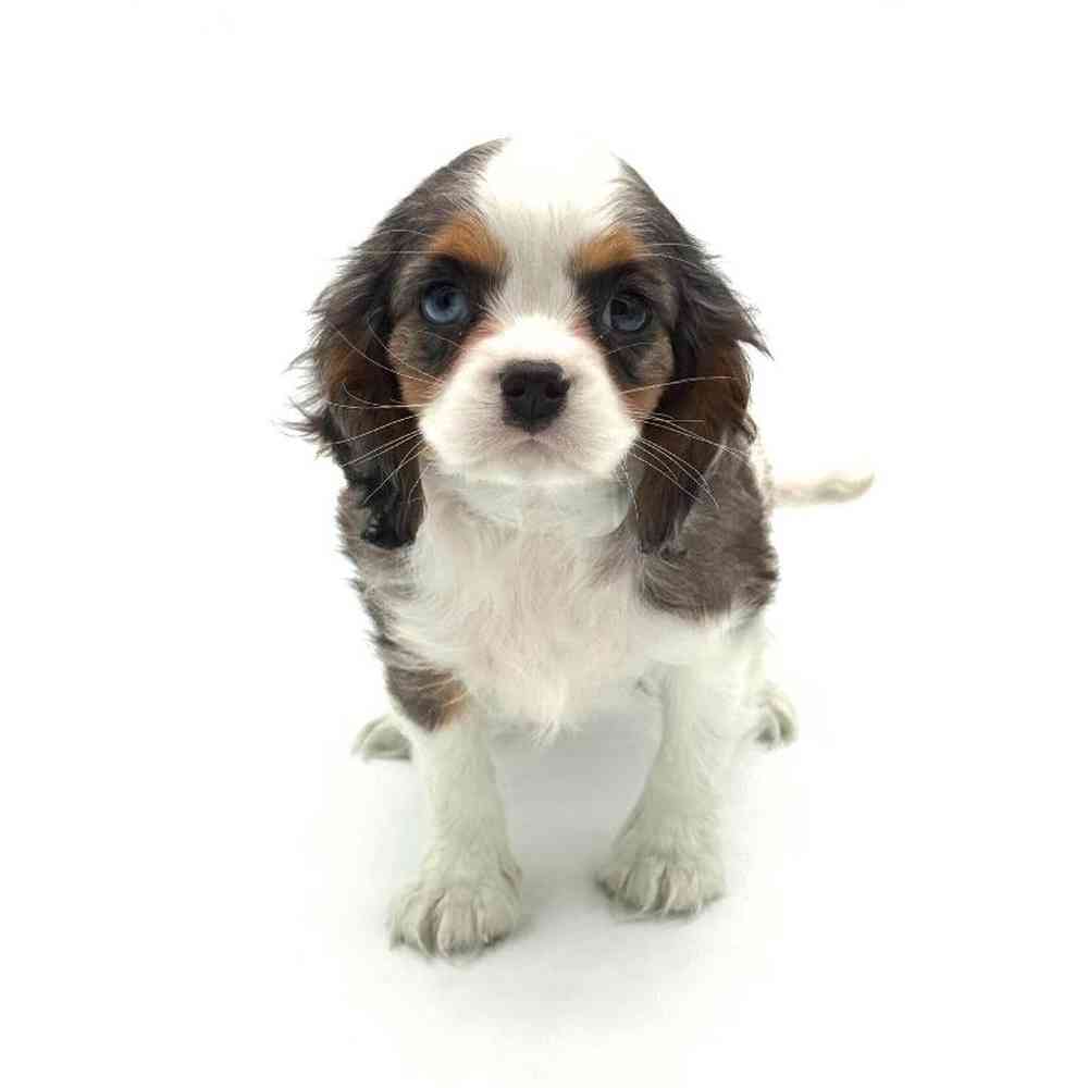 Male Cavalier King Charles Spaniel Puppy for Sale in Puyallup, WA