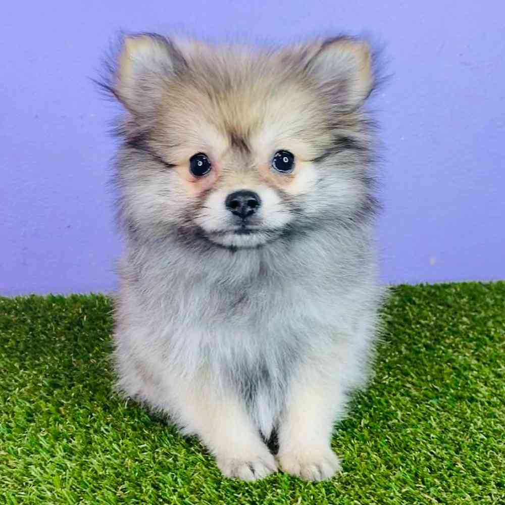 Silver pomeranian store puppies for sale