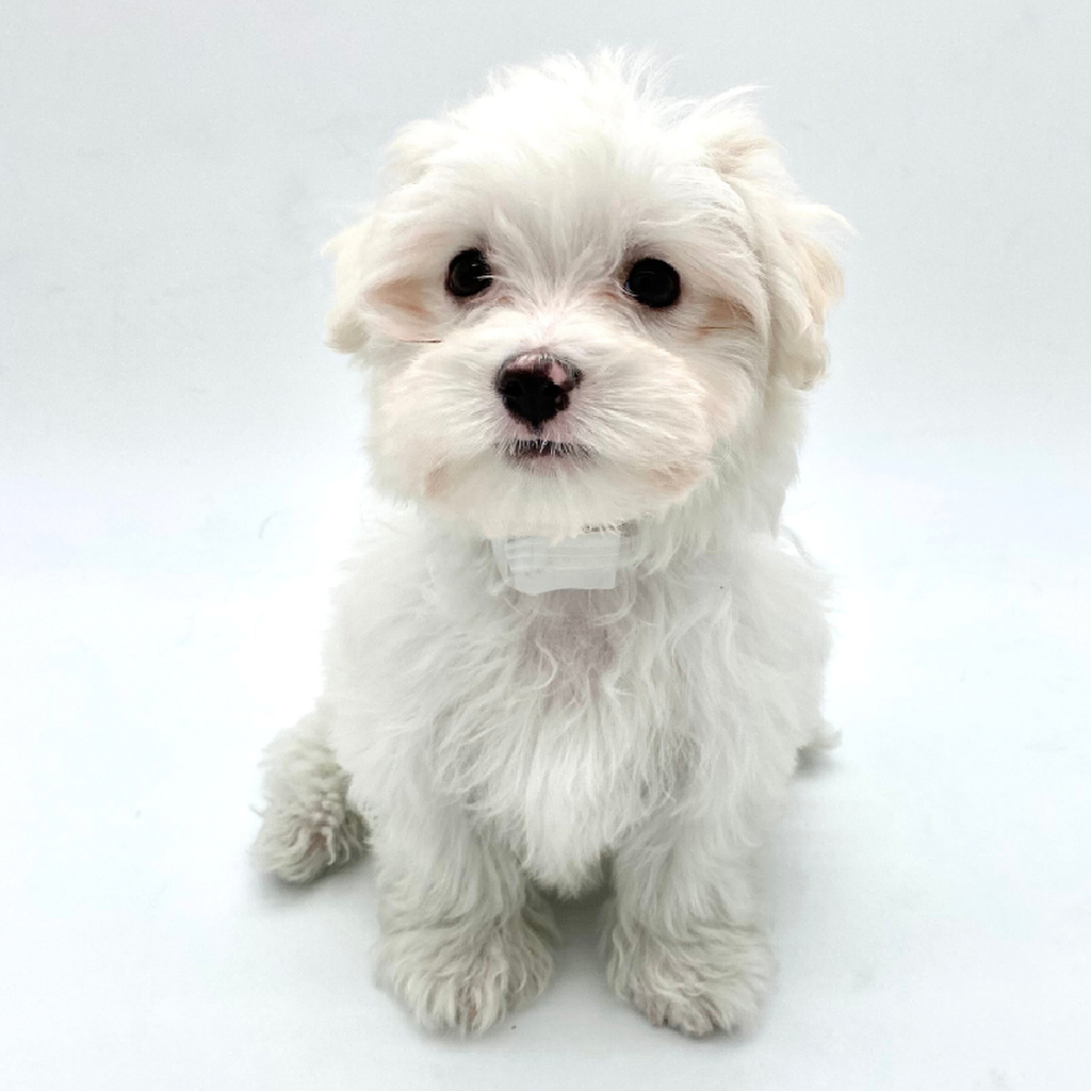 Male Maltese Puppy for Sale in Puyallup, WA