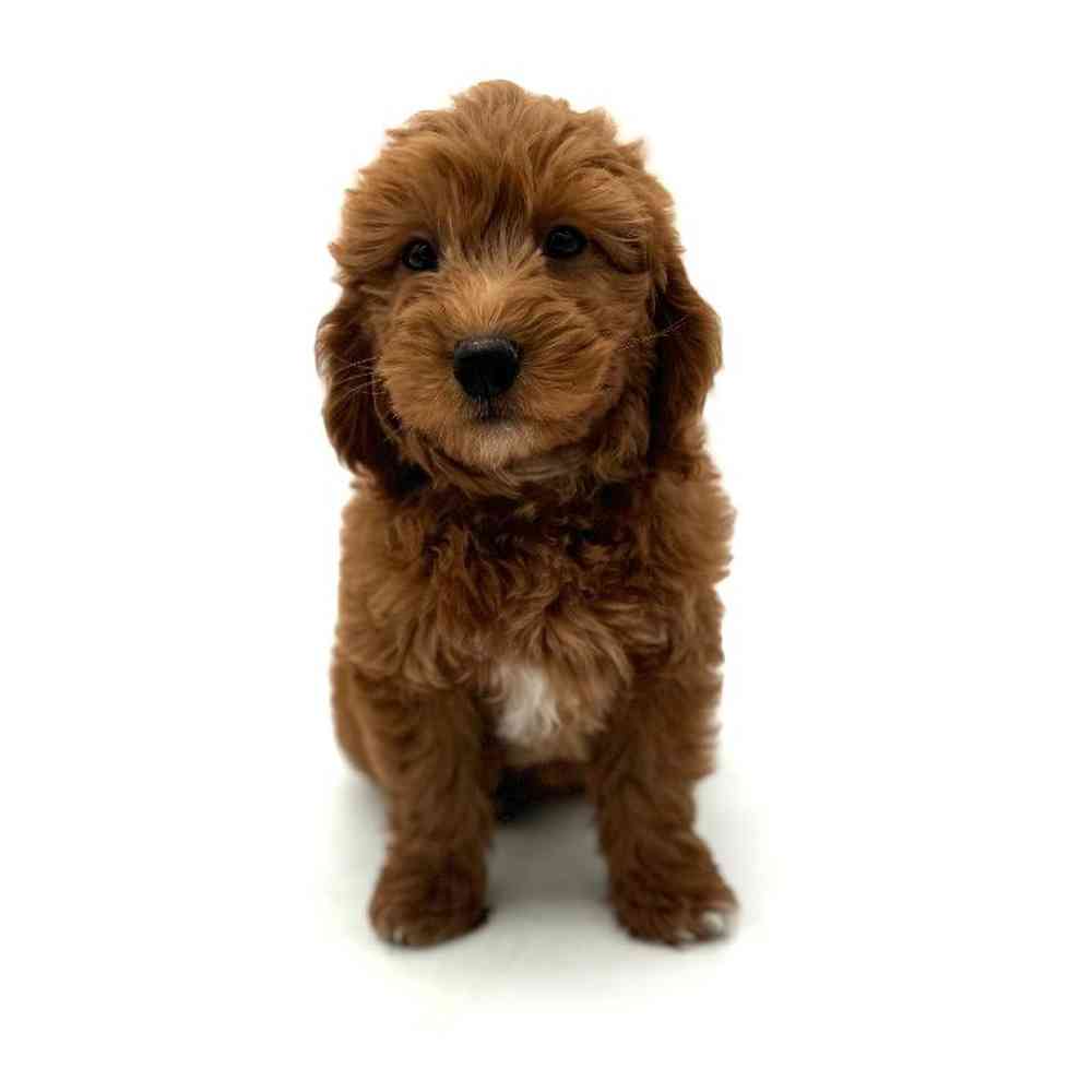 Male 2nd Gen Mini Goldendoodle Puppy for Sale in Puyallup, WA