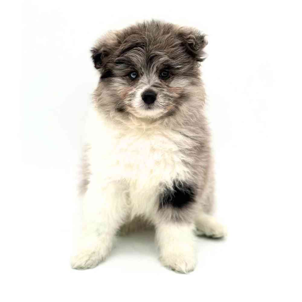 Male Pom-A-Poo Puppy for Sale in Puyallup, WA