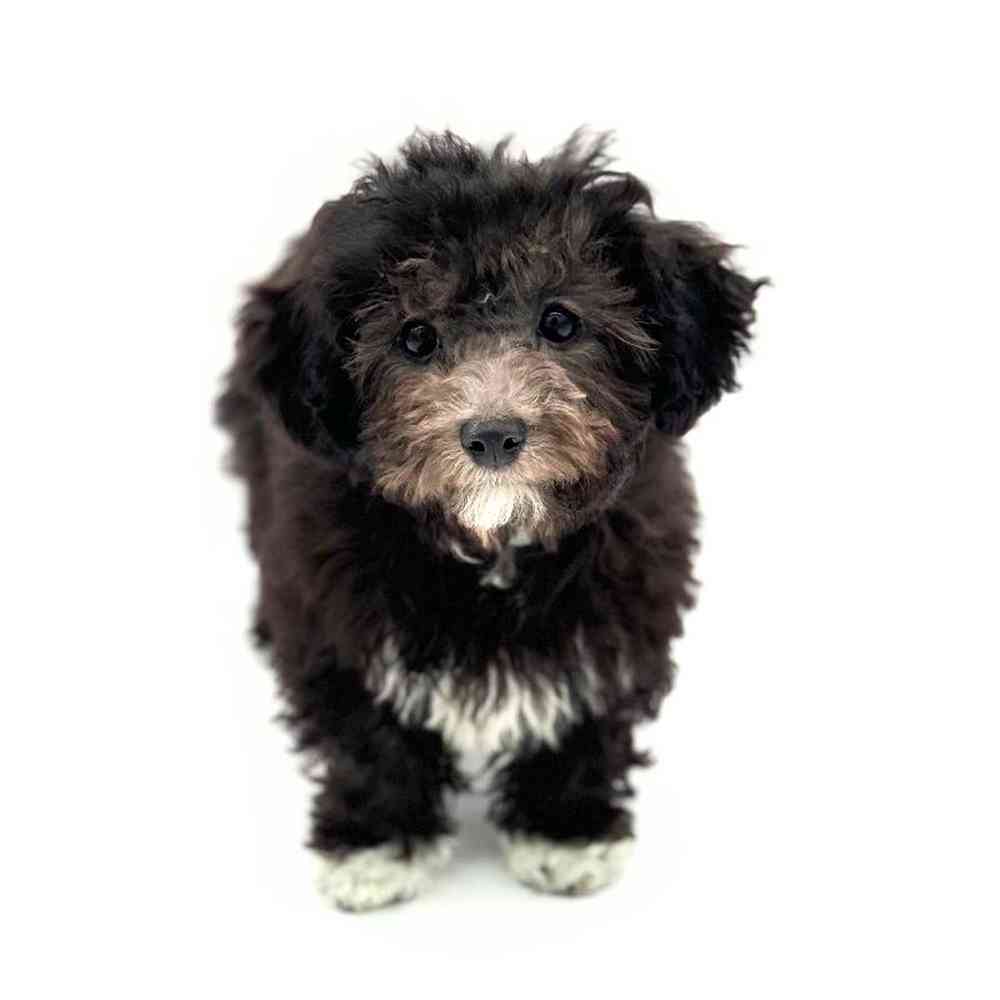 Female Bichapoo Puppy for Sale in Puyallup, WA