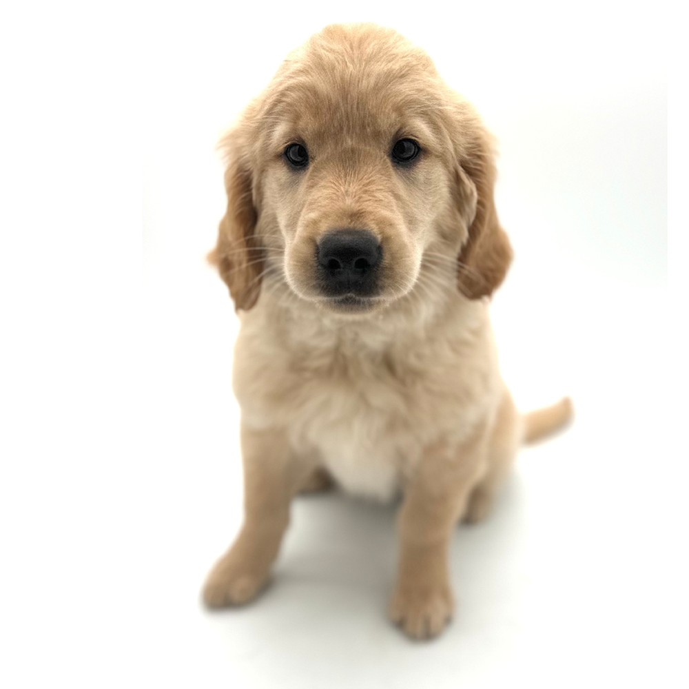 Female Golden Retriever Puppy for Sale in Puyallup, WA