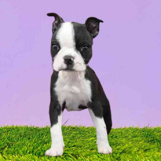 Available Puppies For Sale - Puppyland Washington