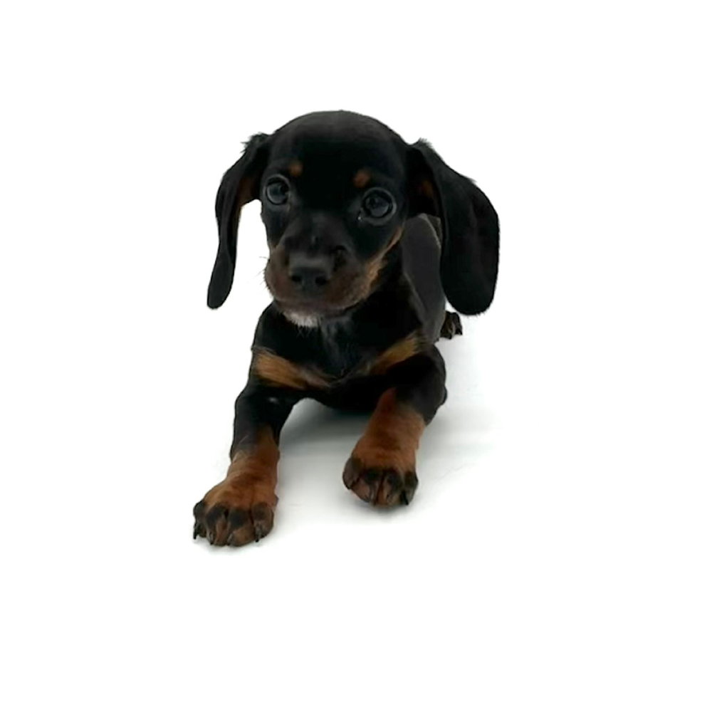 Male Chiweenie Puppy for Sale in Puyallup, WA