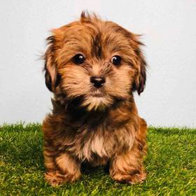 Shorkie